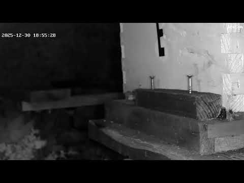 BeeCam from Painted Peacock Manor