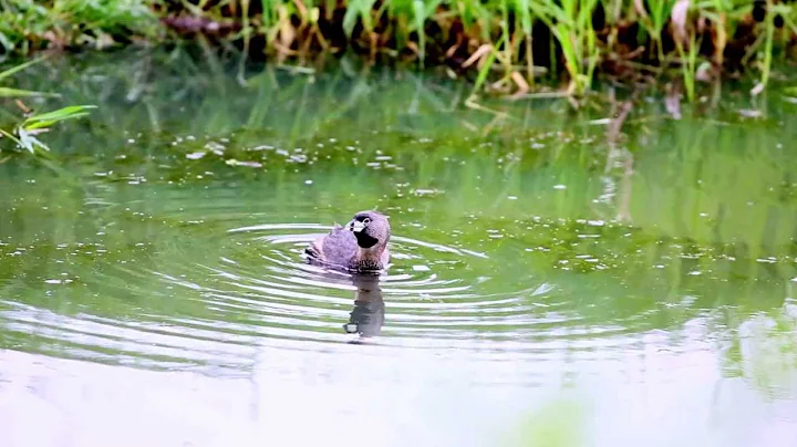 Pied-billed Grebe Calling