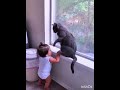 ワンちゃん日常#この猫達全然優しくない🤣😂😂😍ても面白い🤣
