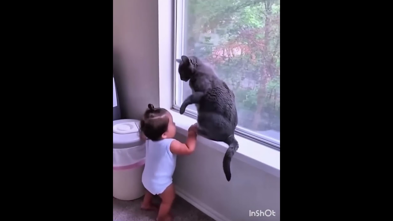 ワンちゃん日常#この猫達全然優しくない🤣😂😂😍ても面白い🤣