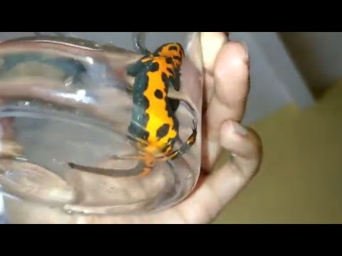 Unboxing Fire Belly
