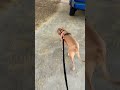 Dog Walkin’