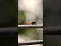 Nikon L810 macro lens for phone 🔥 #shorts #fly #i_mobileclicker