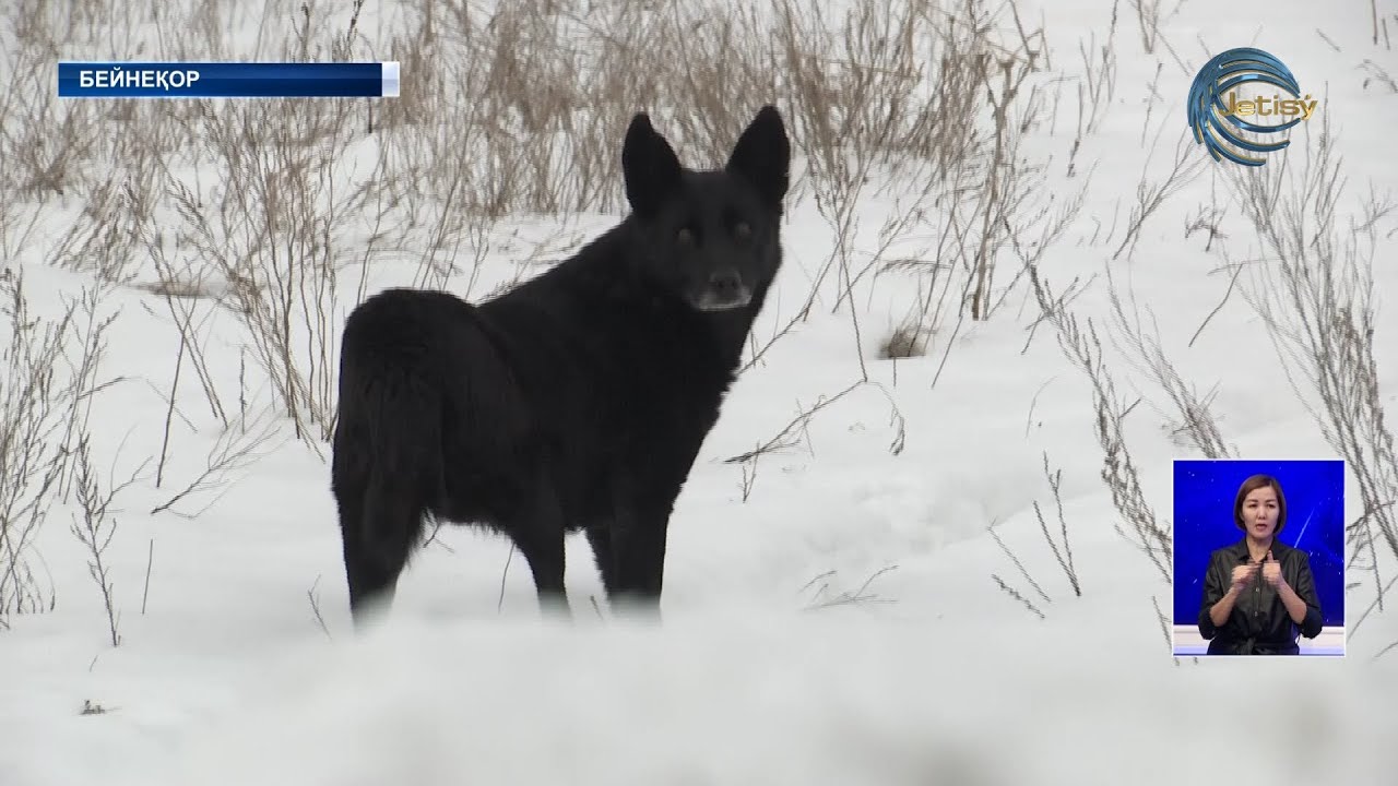 Смотреть порно онлайн: Ауылда қаңғыбас адамды тапты