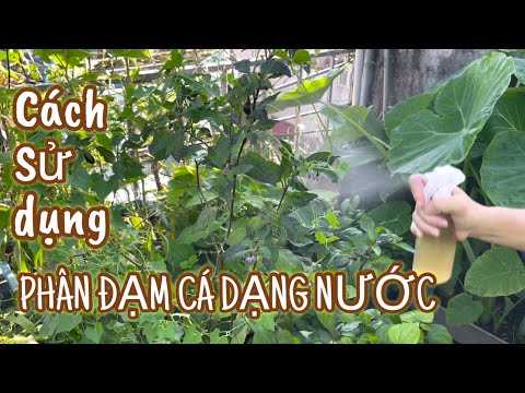 Video: Nhũ Cá Tự Làm: Cách Sử Dụng Nhũ Cá Trong Vườn