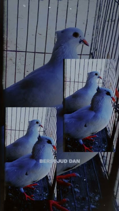 story wa merpati putih getakan terbaru