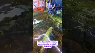 Perjalanan Arapaima Kecil Hingga Punya Juragan Baru #fishing #mancing #arapaima #predator #shorts