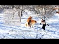 標高1300m山奥森暮らし 白い世界と秋田犬