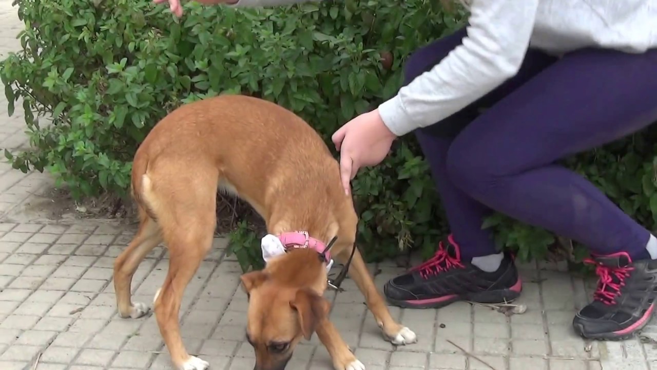 POLIANA (video 3) adopción perros cachorros