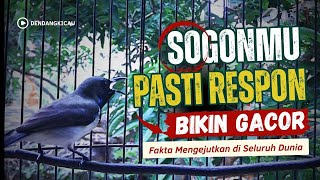 Sogon Gacor Ngerol Tembak Cocok untuk pancingan dan Masteran