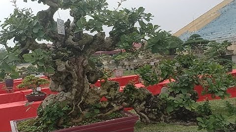 Trực Tiếp Tại Triển Lãm Sơn Tây