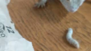 My Bearded Dragon tries a silk worm for the first time