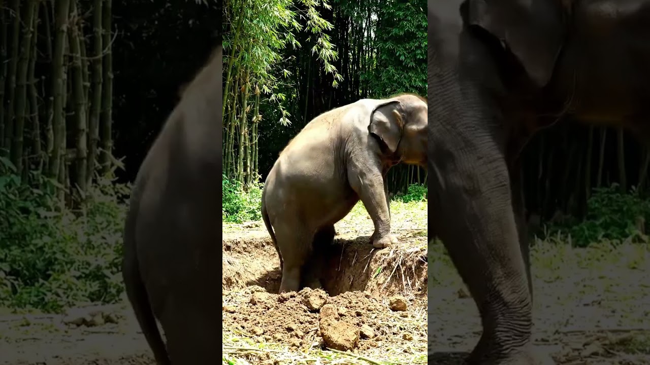 An elephant that fell into a hole