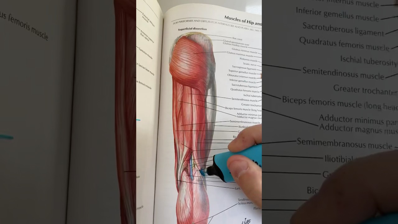 Proximal Hamstring Tendinopathy Exercises