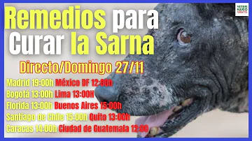 ¿Cómo tratan los veterinarios la sarna?