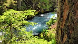 🌿 45 Min Calming Meditation Music + Nature Sounds | Harmonic Ease