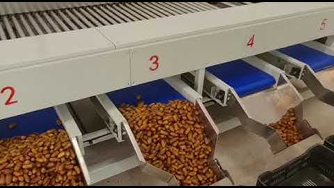 Date processing machinery jujube cleaning sorting machine fruit washing grading lineآلة تجهيز التمور