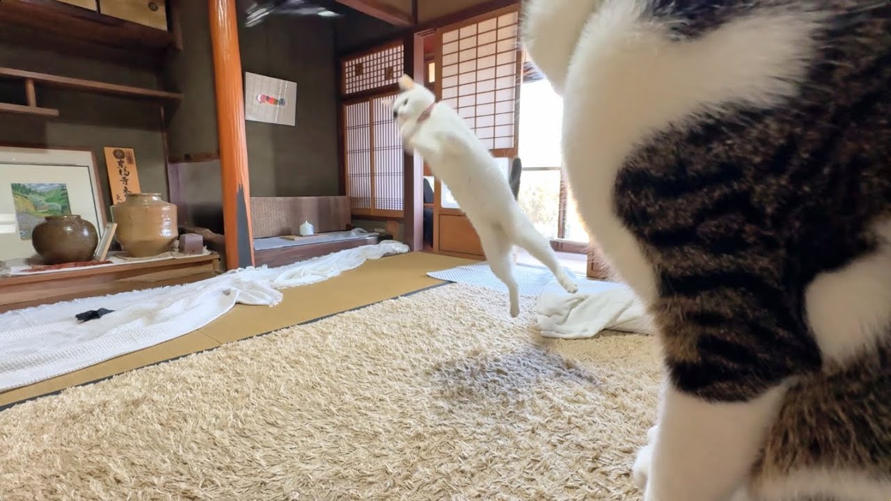 みんなが虜の黒い羽おもちゃ遊び【26年1月17日その4】