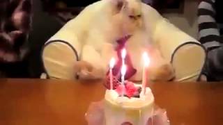Кошачий день рождения Так даже некоторые дени не отмечают Кошачий день рождения Так даже некоторые дени не отмечают