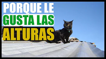 ¿Por qué a los gatos les gusta estar en las alturas?