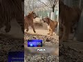 Тигр против льва, кто более ловкий? 🐯🦁#животные #милыеживотные