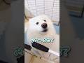 【うなぎヘッド】キッチン横のかわい子ちゃんが現れた…！ #サモエド #samoyed #癒し #大型犬のいる生活