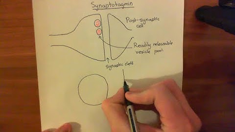 Synaptotagmin Part 1
