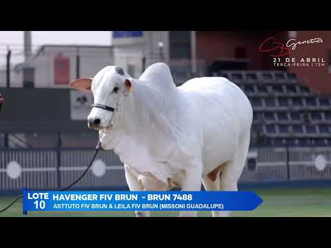 LOTE 10   HAVENGER FIV BRUN