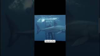 POR ISSO QUE NAO DEVEMOS BRINCAR COM O OCEANO #shorts #viral #curiosidades #oceano