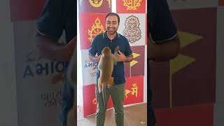 बाल्यकालको खुशी,जहाँ साथीहरूसँग बाँदर झैँ उफ्रिँदै दिन बित्थ्यो। #nature #viralvideo #explore #nepal
