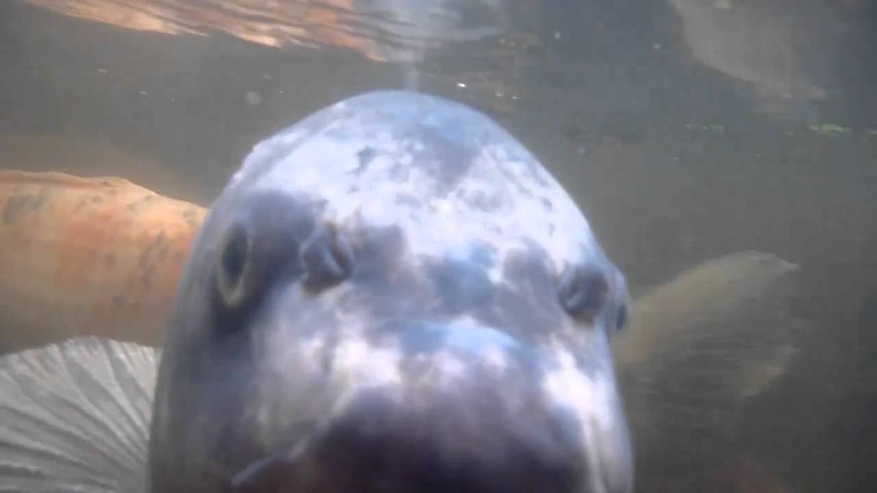 Fish at Capel Manor Gardens