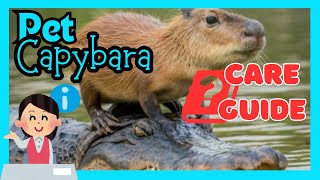 How to Get a Pet Capybara and Care for It: A Complete Guide