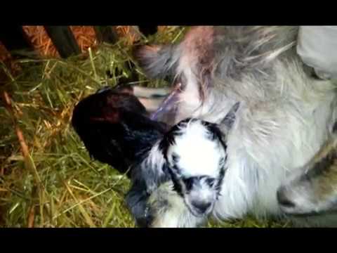 Роды у козы/ Классический окот первокотки