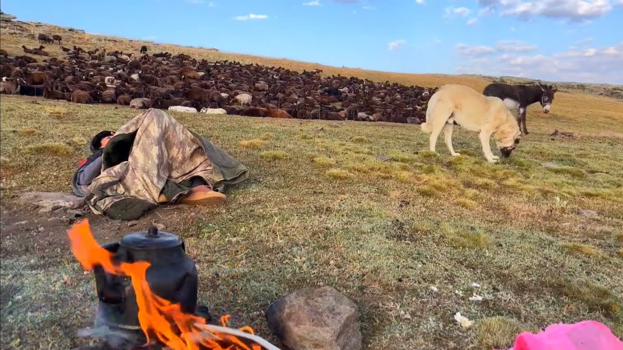 KOYUN ETİNİ KÖPEKLERE DAĞITTIK--SABAHA SİS İLE UYANDIK