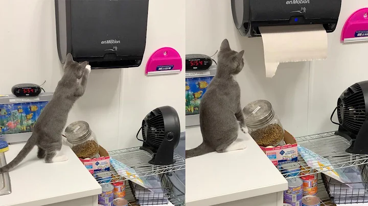 Curious Kitten Learns How Paper Towel Dispenser Wo...