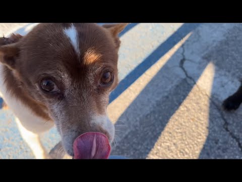 Feeding Stray Dogs In A Parking Lot - YouTube