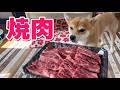 ハラミちゃん転がっとったよってに焼肉食べよかー