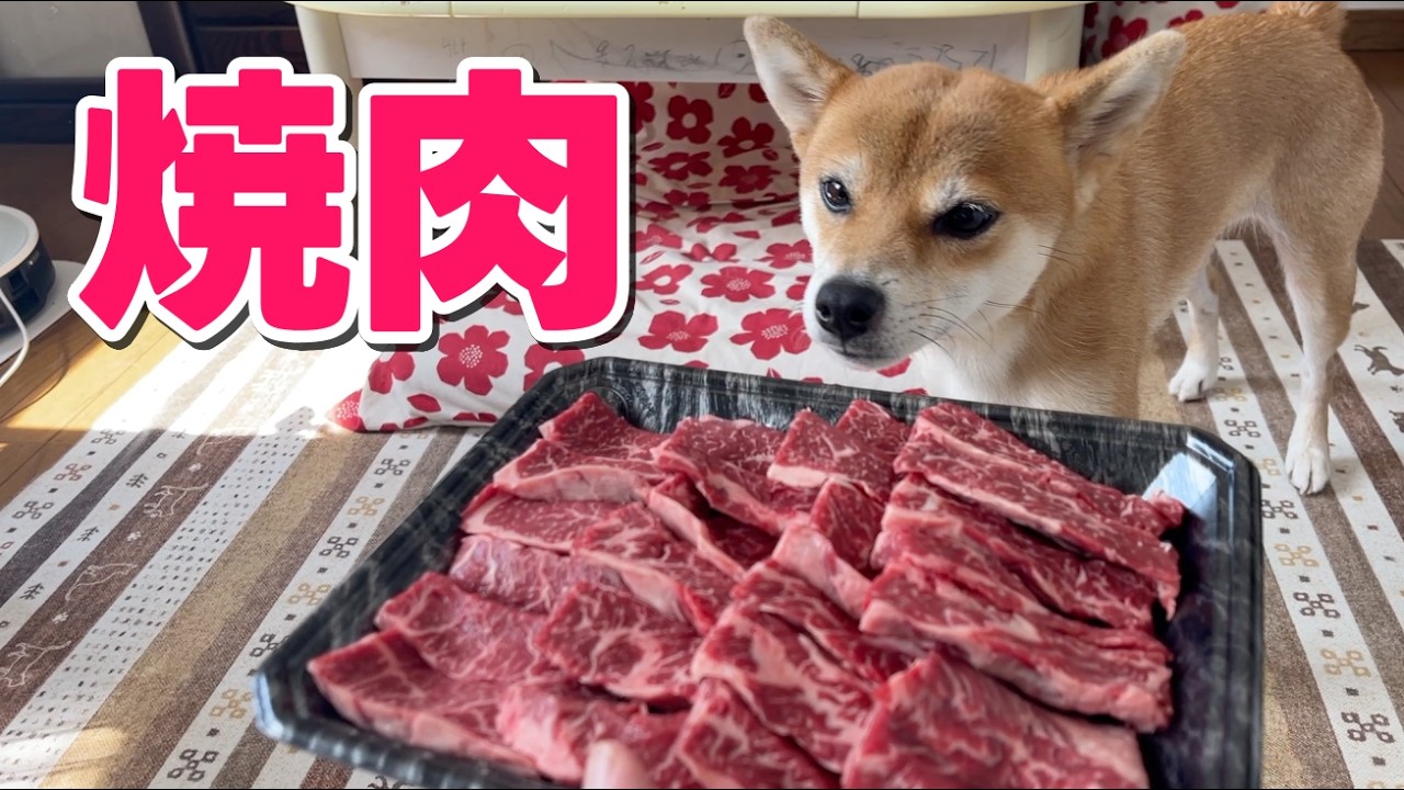 ハラミちゃん転がっとったよってに焼肉食べよかー