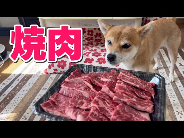 ハラミちゃん転がっとったよってに焼肉食べよかー