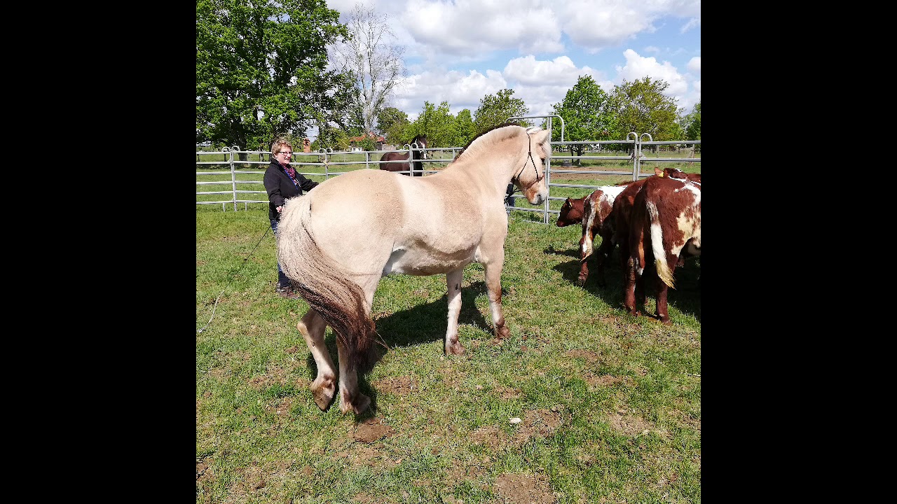 Oliver Kraft, Rindergewöhnung an der Hand, Wranglers Peak