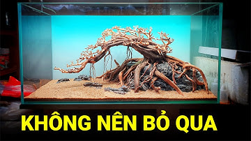 Tuyệt phẩm bonsai, hướng dẫn setup hồ thuỷ sinh - Quoidecor