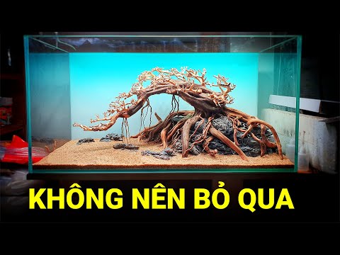Video Tuyệt phẩm bonsai, hướng dẫn setup hồ thuỷ sinh -... - youtube