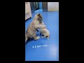 小老虎:本大王不发威当我是HelloKitty