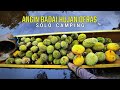 HUJAN BADAI ANGIN RIBUT MEMBUAT DURIAN JATUH SEBANYAK INI • SOLO CAMPING DIKEBUN DURIAN