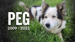In Memory of a Loyal Collie Sheepdog by Cotswold Farm Park 5,990 views 5 months ago 5 minutes, 44 seconds