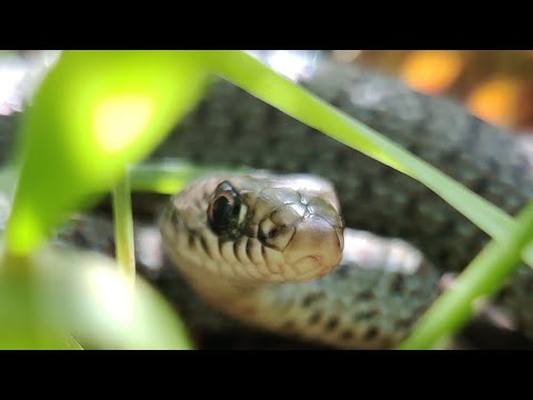 זעמן שחור צעיר