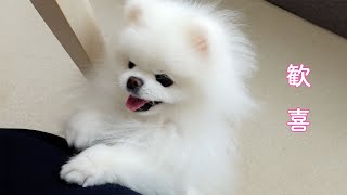 肉まんの味を覚えたポメラニアンが大変なことになりました