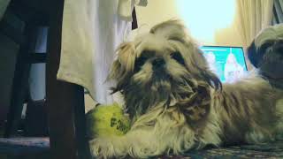 Play with them! screenshot 4