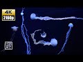 Sleep aid &🧘🏼‍♂️Soothing Music 12HR/4K UHD with slow moving Malaysian Sea Nettle💨Jellies.