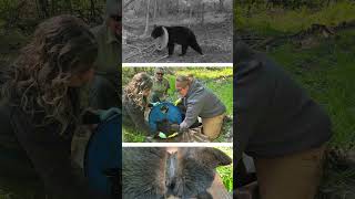 Michigan Bear Finally Free After 2 Years With Plastic Lid Stuck Around Its Neck